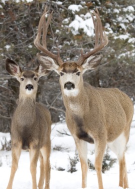 Mule Deer West Swale Richard St. Barbe Baker Afforestation Area. Saskatoon, SK, CA Winter