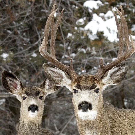 Mule Deer Richard St. Barbe Baker Afforestation Area, Saskatoon, Saskatchewan, Canada
