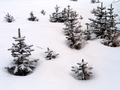 Colorado Blue Spruce. West Swale ichard St. Barbe Baker Afforestation Area. Saskatoon, SK, CA Winter