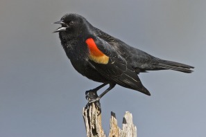 Red Winged Blackbird. Chappell Marsh. West Swale Wetlands. Richard St. Barbe Baker Afforestation Area. Saskatoon, SK, CA