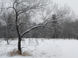 Winter in Richard St. Barbe Baker Afforestaton Area, Saskatoon, SK, CA