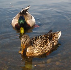 Mallard Ducks. West Swale Wetlands (Chappel Marsh) Richard St. Barbe Baker Afforestation Area, Saskatoon, SK, CA