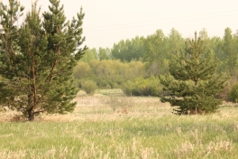 Richard St. Barbe Baker Afforestation Area, Saskatoon, SK, CA