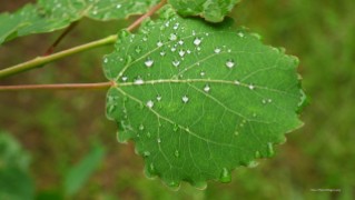 Trembling Aspen Leaf with dew drops, Richard St. Barbe Baker Afforestation Area. Saskatoon, SK, CA