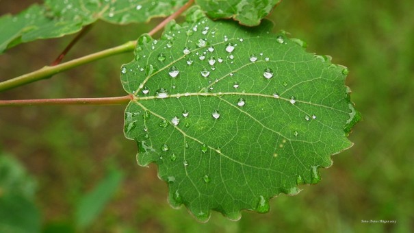 Trembling Aspen Leaf with dew drops, Richard St. Barbe Baker Afforestation Area. Saskatoon, SK, CA