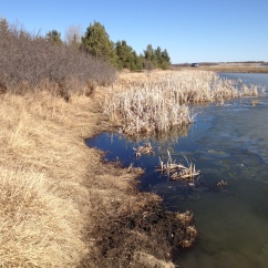 Shoreline of the West Swale Wetlands and the Riparian Woodlands Edge at the Richard St. Barbe Baker Afforestation Area, Saskatoon, SK, CA