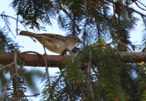 Chipping Soarrow. Spizella passerina. Richard St. Barbe Baker Afforestation Area, Saskatoon, SK, CA