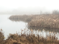 Richard St. Barbe Baker Afforestation Area and West Swale Wetlands in the fog