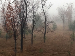 Richard St. Barbe Baker Afforestation Area in the fog