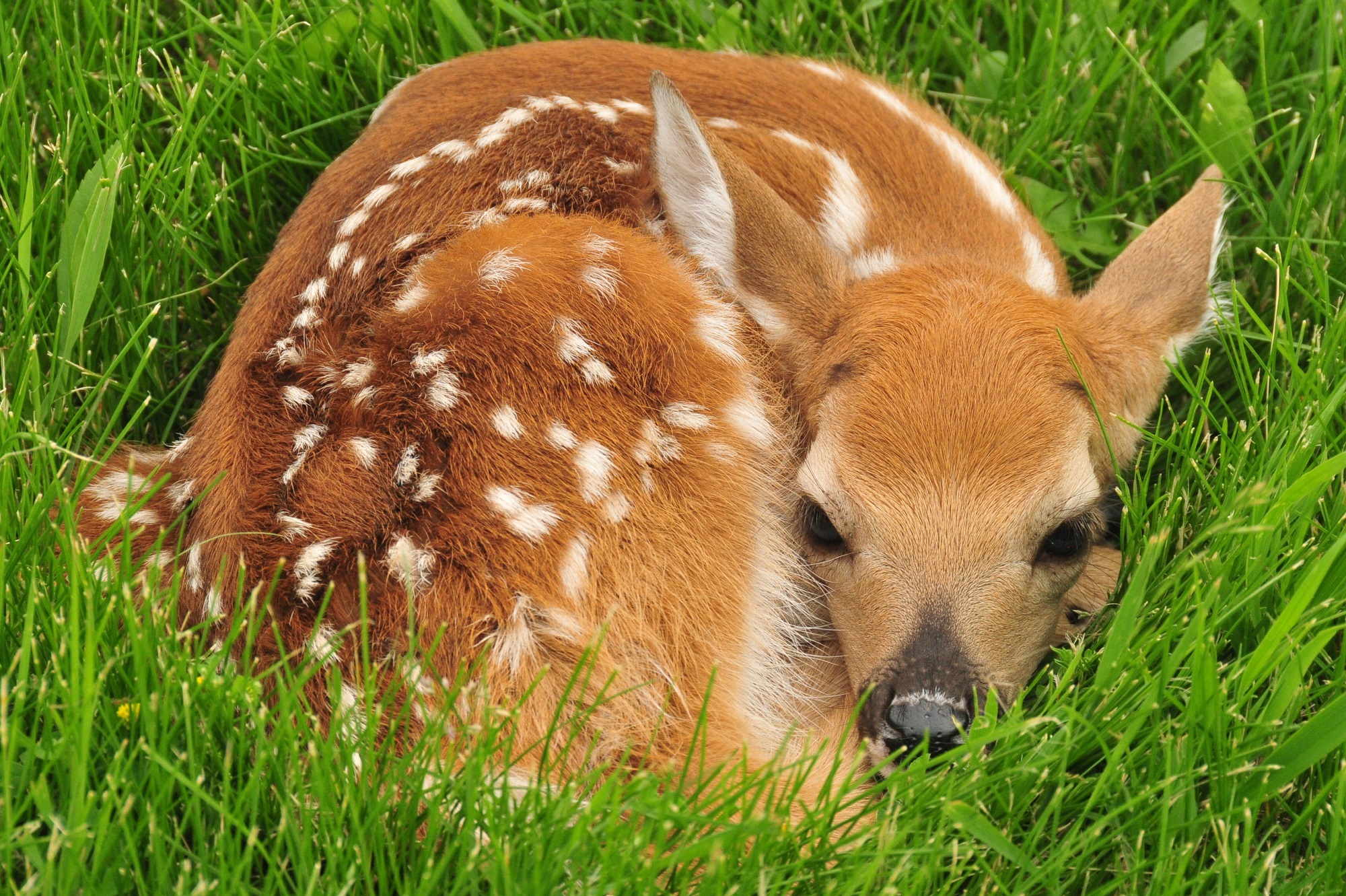 white-tailed-deer-934512