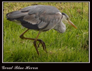 Great Blue Heron Ardea herodias 42-52" (105-130 cm) four feet standing.