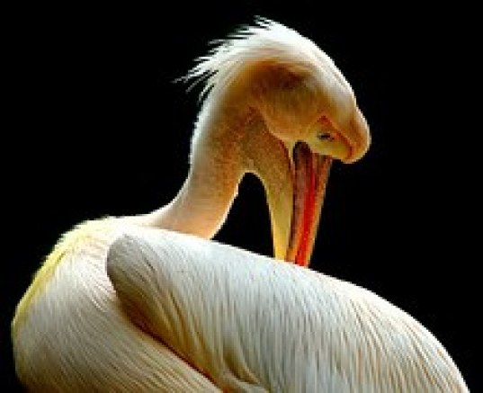 Pelican Preenning