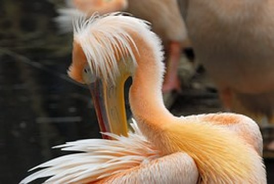 Pelican Preenning