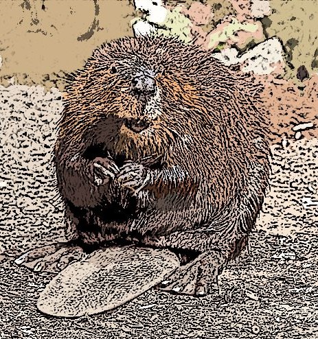American_Beaver Castor canadensis Adapted from image courtesy _Steve_CCxSA2-0