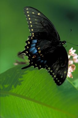 Black swallowtail on wild bergamot