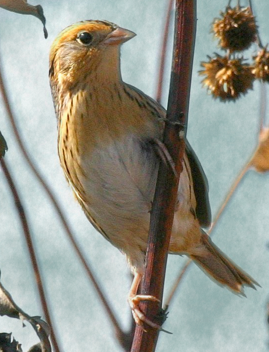 LeContes Sparrow Ammodramus leconteii
