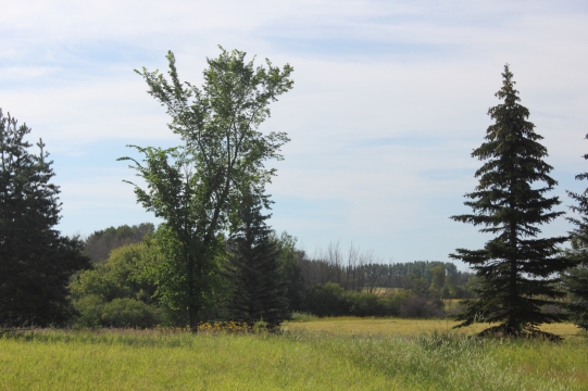 Richard St. Barbe Baker Afforestation Area, Meewasin Valley Authority, Saskatoon, Saskatchewan
