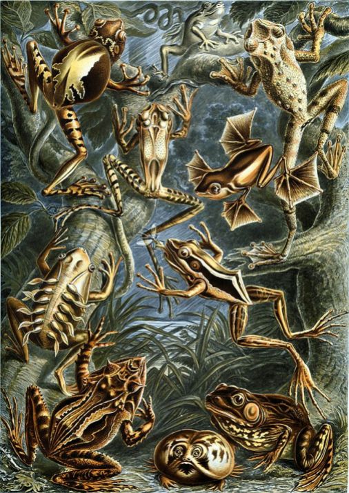 Northern Leopard Frog compared to frogs around the world. Northern Leopard Frog lower right corner
