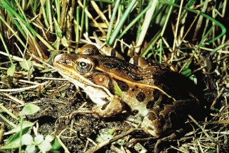 Rana_pipiens Northern Leopard Frog