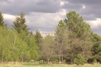Richard St. Barbe Baker Afforestation Area Saskatoon, Saskatchewan