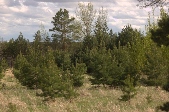 Richard St. Barbe Baker Afforestation Area Saskatoon, Saskatchewan