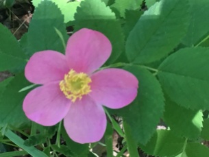 Native Rose Bush blooming in June