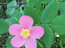 Native Rose Bush blooming in June