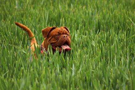 Happy dog frolicking in the grass off leash at SW off leash recreation area