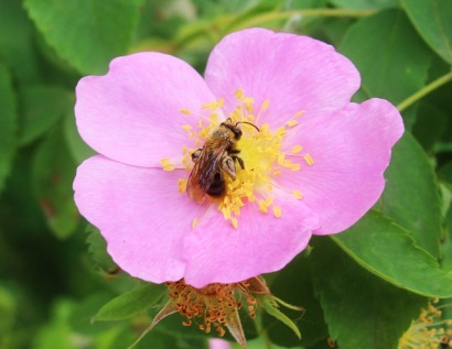 Bumblebee on rose