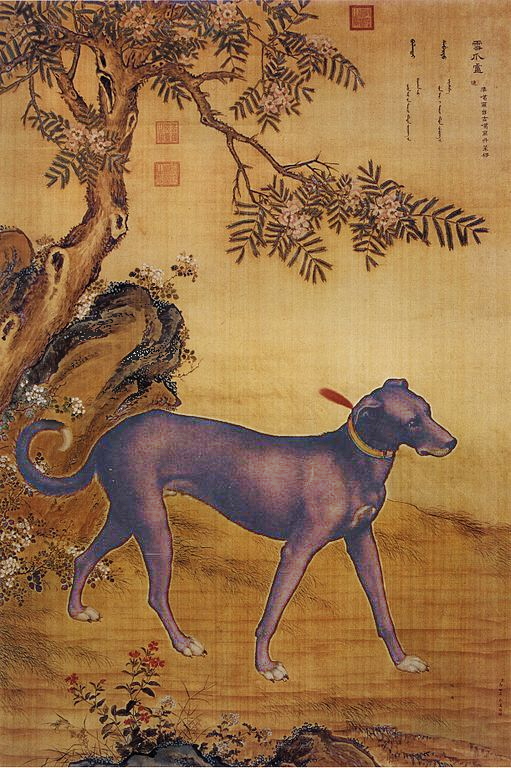 Xueluzhua, a Chinese greyhound