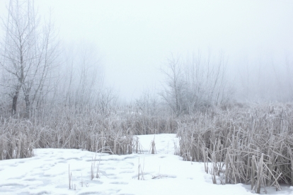 A bit of fog and hoar frost in the Richard St. Barbe Baker Afforestation Area, Saskatoon, Saskatchewan, Canada