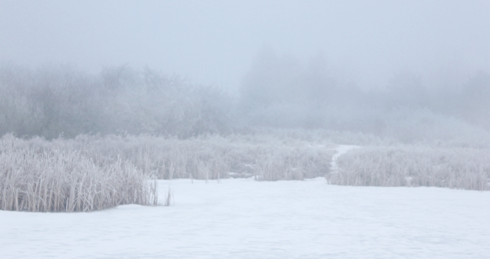 A bit of fog and hoar frost in the Richard St. Barbe Baker Afforestation Area, Saskatoon, Saskatchewan, Canada