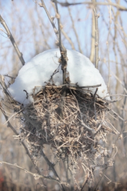 Fresh Snow Reveals a Nest in the Bare Branches