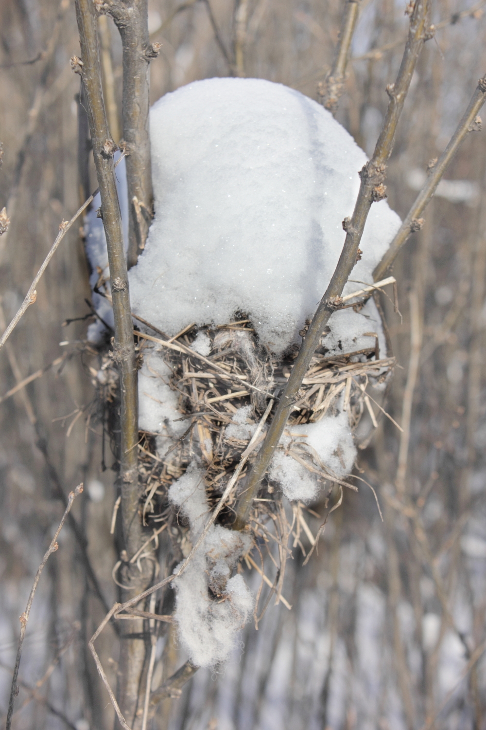 Fresh Snow Reveals a Nest