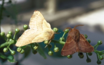 Lepidoptera. Adult Malacosoma californicum. Jerald E. Dewey, USDA Forest Service, Bugwood.CC-BY-3.0-US