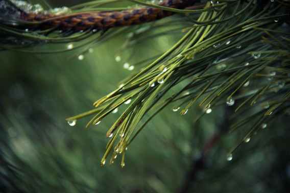 The long needles of the Scots Pine