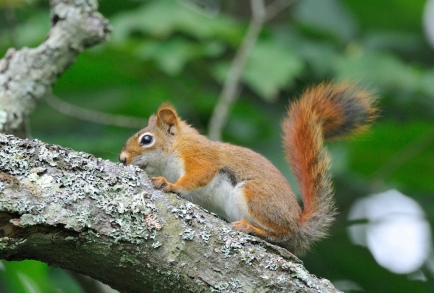 American Red Squirrel Richard St. Barbe Baker Afforestation Area, Saskatoon, Saskatchewan, Canada