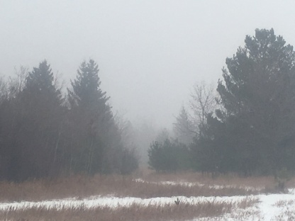 Richard St. Barbe Baker Afforestation Area in the winter fog.