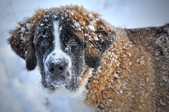 Protect your dog in the severe cold winter weather warnings.