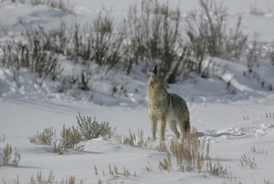 Coyote as predator. Stock image - not a photograph taken at Richard St. Barbe Baker Afforestation Area, nor photographed at George Genereux Urban Regional Park. How to co-exist with coyotes in Saskatoon, SK