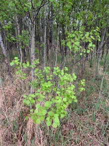 The Trembling Aspen is also referred to as the Quaking Aspen (Populus tremuloides Michx) May 25, 2019