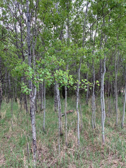 The Trembling Aspen is also referred to as the Quaking Aspen (Populus tremuloides Michx)
