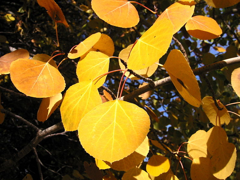 The Trembling Aspen is also referred to as the Quaking Aspen (Populus tremuloides Michx) Autumn colour of foliage