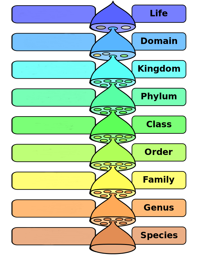 Linnaean system of classification Biological Classification Chart