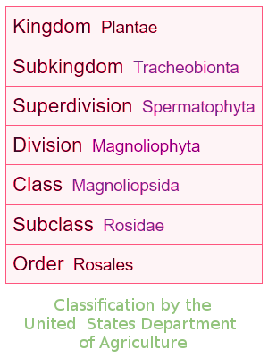 Rosales Classification according to the USDA