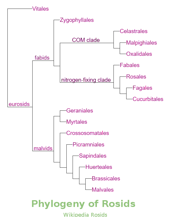 Phylogeney of Rosids from Wikipedia