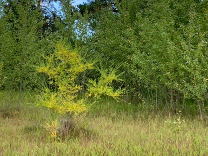 Autumn picture of the Saskatoon Afforestation Areas supported by the non profit group Friends of the Saskatoon Afforestation Areas Inc. Please join now, like, support, share.