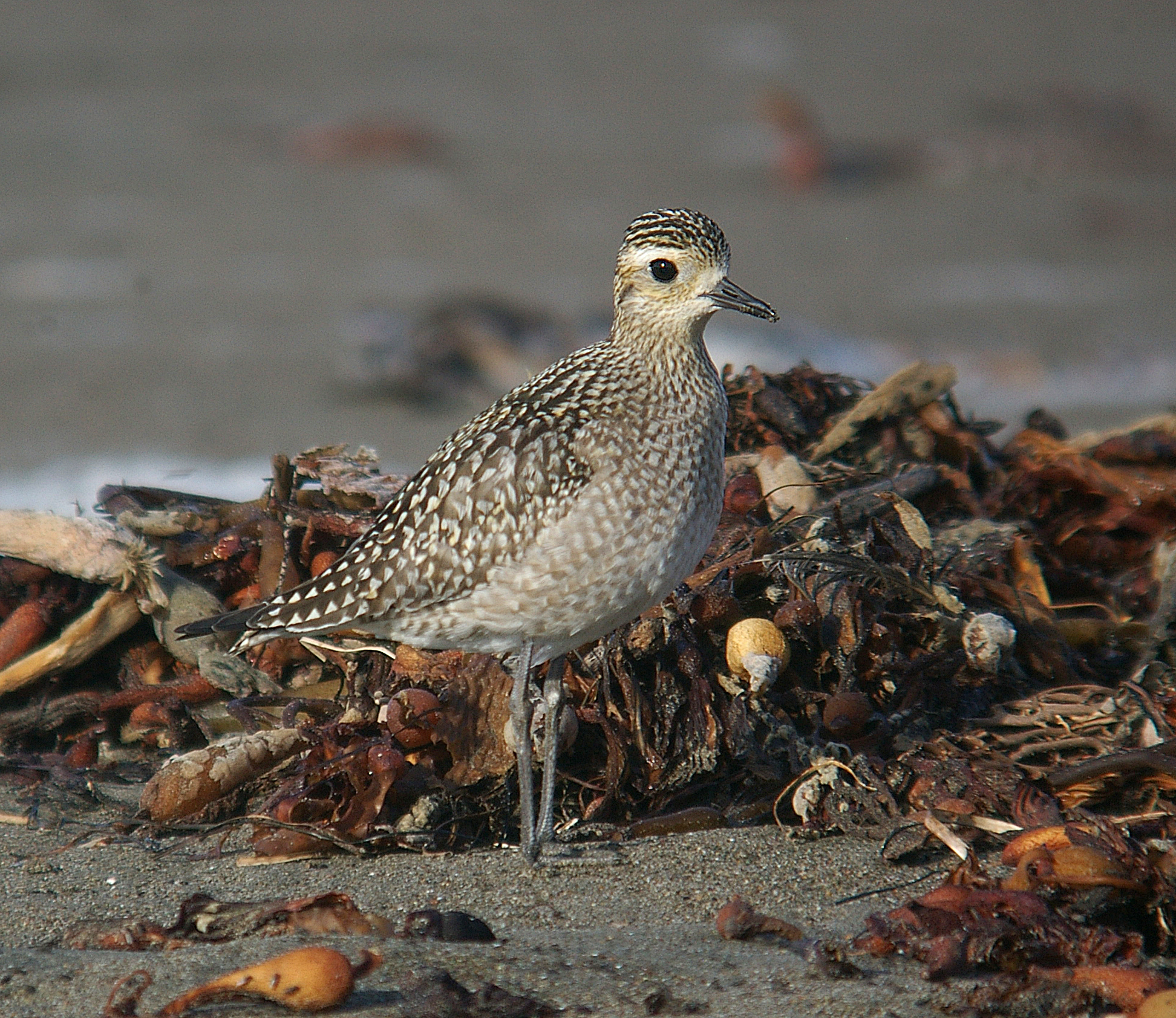 American golden plover (Pluvialis dominica) sighted at Richard St. Barbe Baker spring 2019
