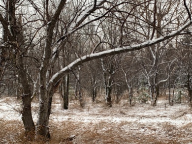 Elm trees in the Snow showers on Saturday Nov 15 at Richard St. Barbe Baker Afforestation Area, Saskatoon, Saskatchewan