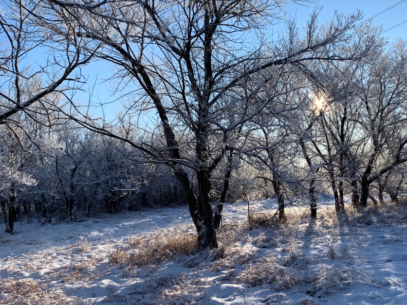 Hoar Frost and Rime Ice covering the trees at the Richard St. Barbe Baker Afforestation Area, Saskatoon , SK , in the bright morning sunlight
